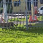 Onças-pintadas aparecem em áreas residenciais de Corumbá
