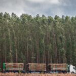 Suzano oferece 12 vagas de emprego em Ribas do Rio Pardo e Três Lagoas