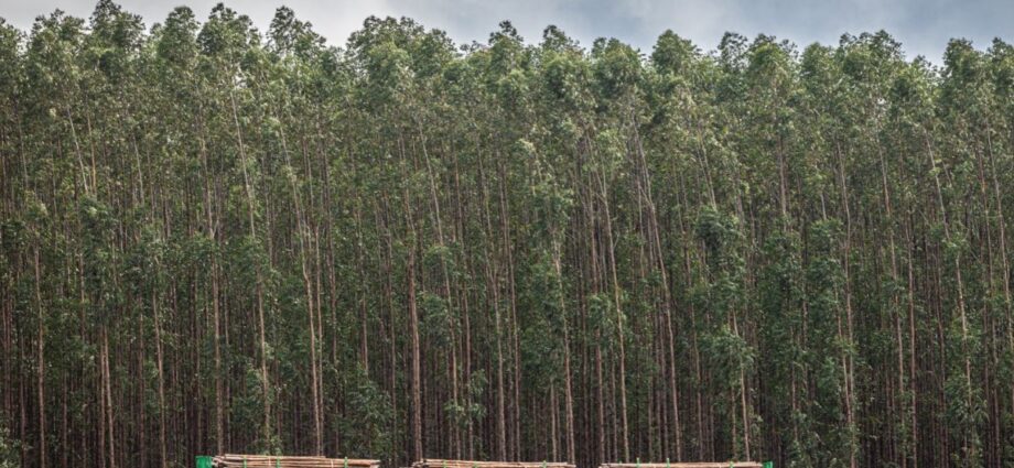 Suzano oferece 12 vagas de emprego em Ribas do Rio Pardo e Três Lagoas