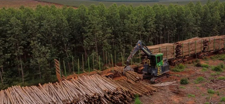 Vagas de emprego na Suzano em Ribas do Rio Pardo, Três Lagoas e Bataguassu (MS)