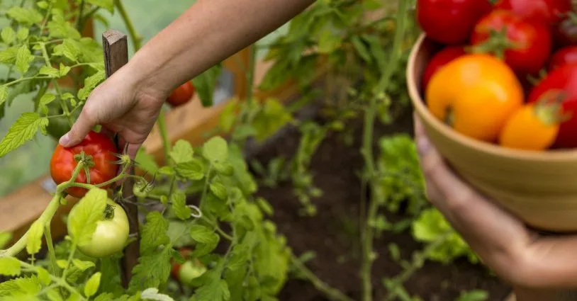 Chamada do IFMS para compra de alimentos da agricultura familiar em Aquidauana