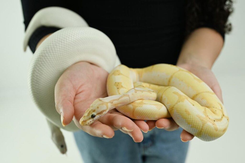 Python netinho ponta pora 1