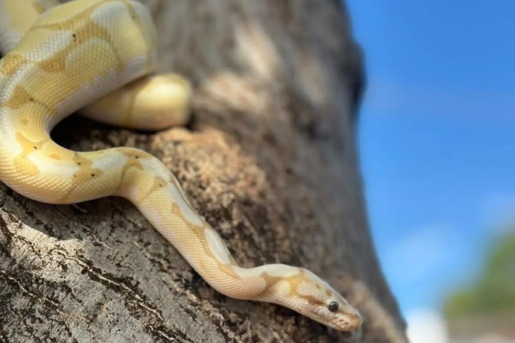 Python netinho ponta pora 2