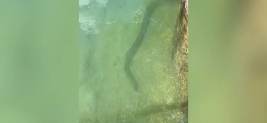 Turistas encontram sucuri em Bonito, a Capital do Ecoturismo