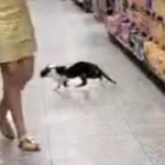 Gatinho é encontrado em supermercado de Campo Grande
