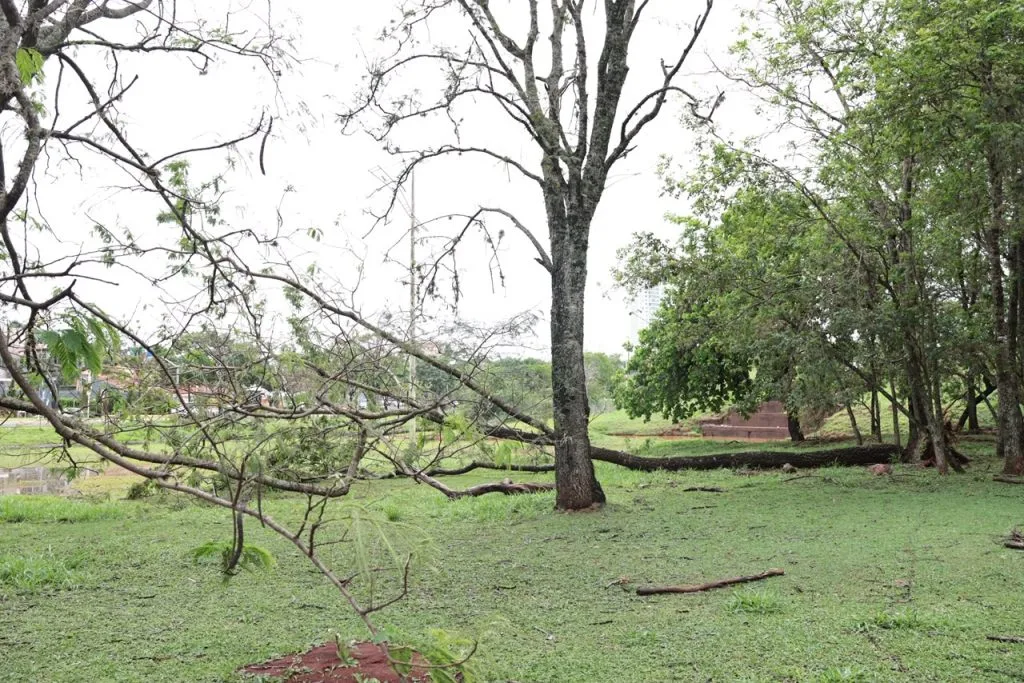 Árvore caída e alagamentos no Parque das Nações em Campo Grande após chuvas