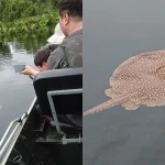 Turistas se encantam com arraia curiosa no Pantanal