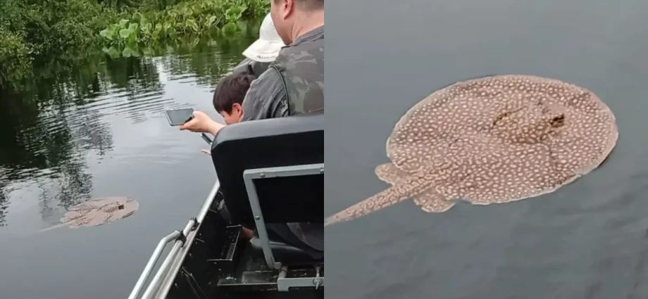 Turistas se encantam com arraia curiosa no Pantanal