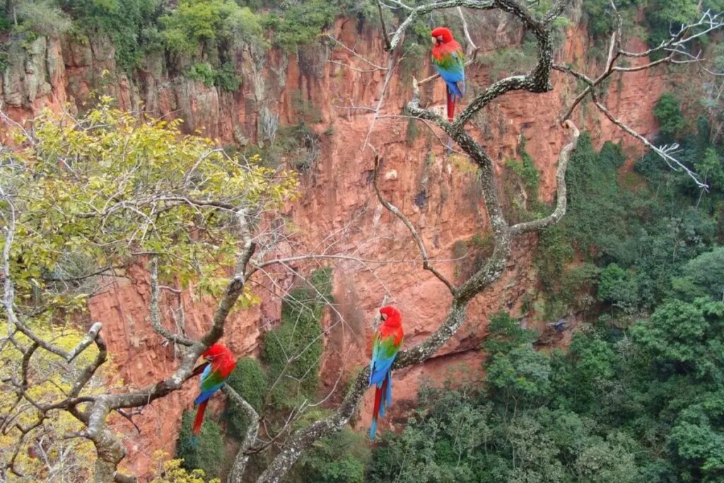 Araras vermelhas são as mais vistas no local (Foto: Instituto Chico Mendes de Conservação da Biodiversidade)