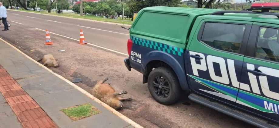 Carros atropelam capivaras na Afonso Pena em Campo Grande