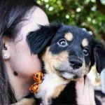 Feira de Adoção de Pets em Campo Grande Neste Domingo