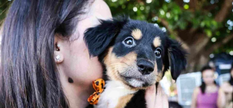 Feira de Adoção de Pets em Campo Grande Neste Domingo