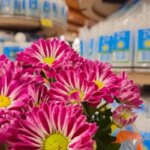 Flores para Finados têm diferença de até 202,01% em Campo Grande