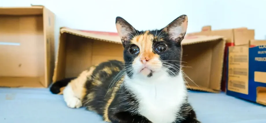 Consultório Móvel oferece atendimento veterinário gratuito em Campo Grande