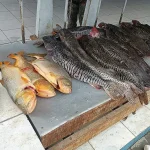 Polícia Ambiental intercepta transporte ilegal de 134 kg de peixes em MS