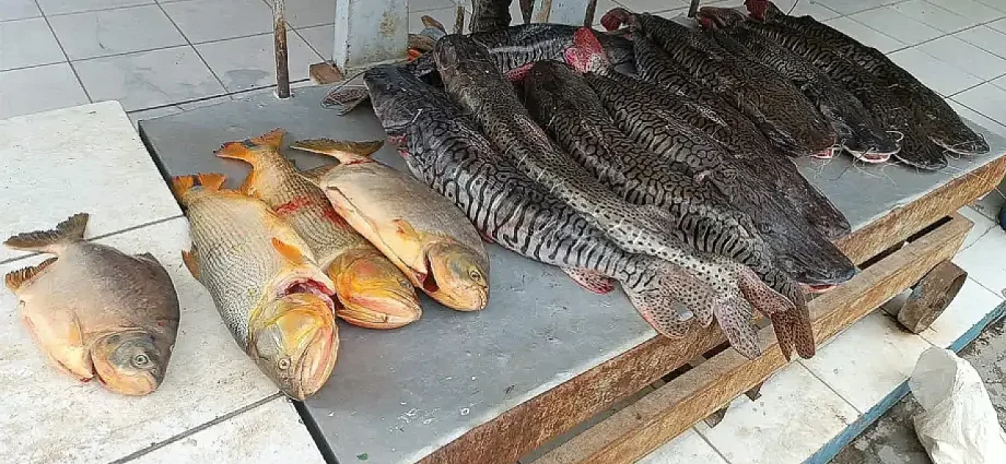 Polícia Ambiental intercepta transporte ilegal de 134 kg de peixes em MS