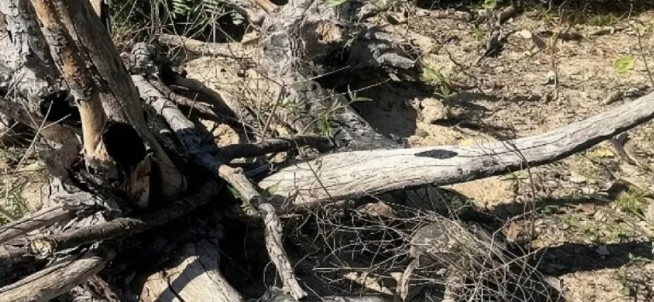 Inquérito investiga desmatamento de 756 hectares no Pantanal em Corumbá