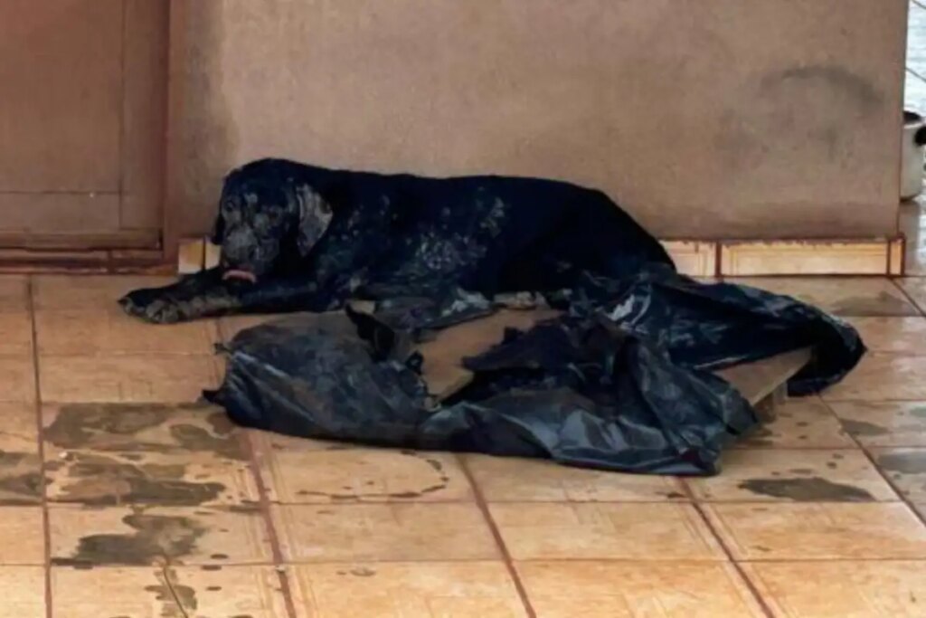 cachorrinha