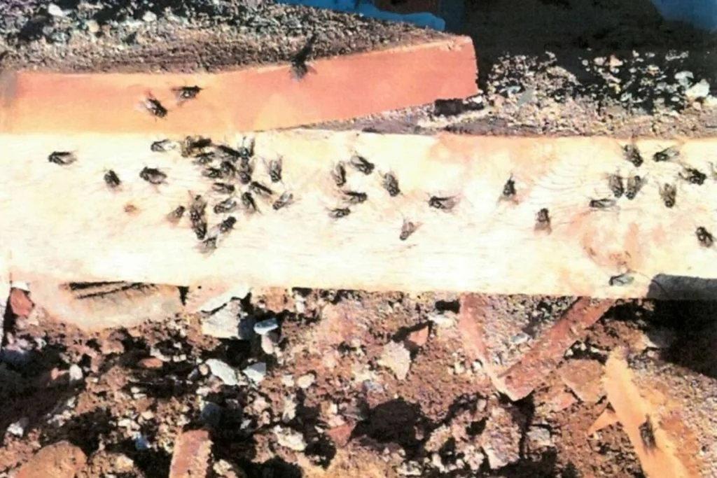infestações de moscas