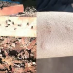 Infestação de Moscas em MS Motiva Investigação do MPMS