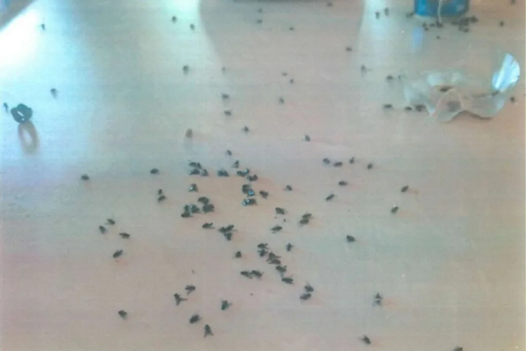 infestações de moscas