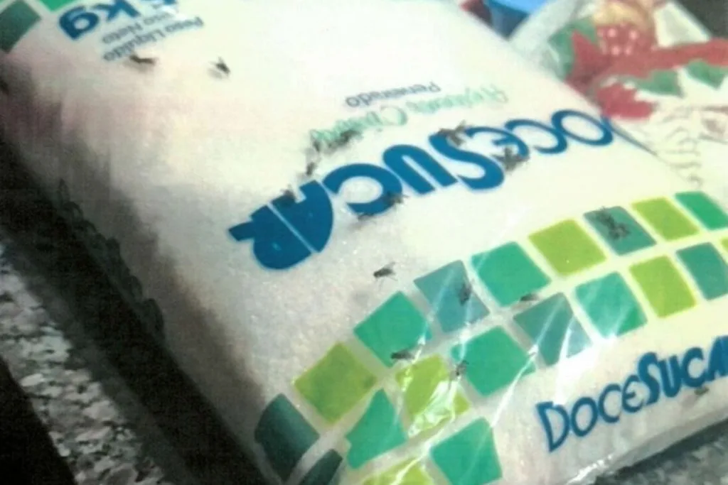infestações de moscas