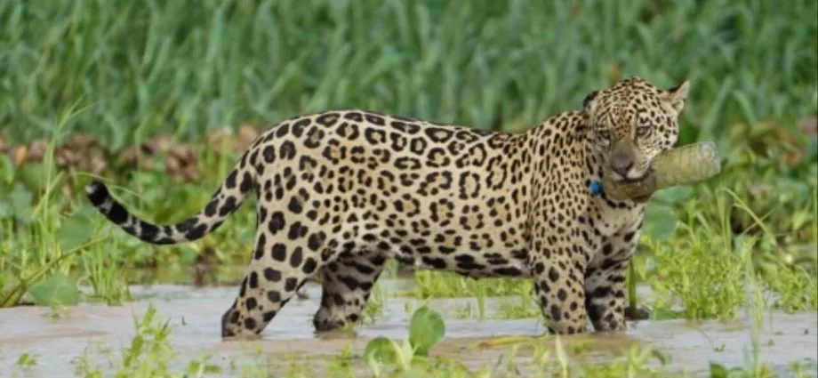 Onça-pintada é fotografada com garrafa PET no Pantanal