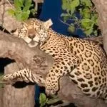 Registro de onça-pintada prenha dormindo no Pantanal de MS