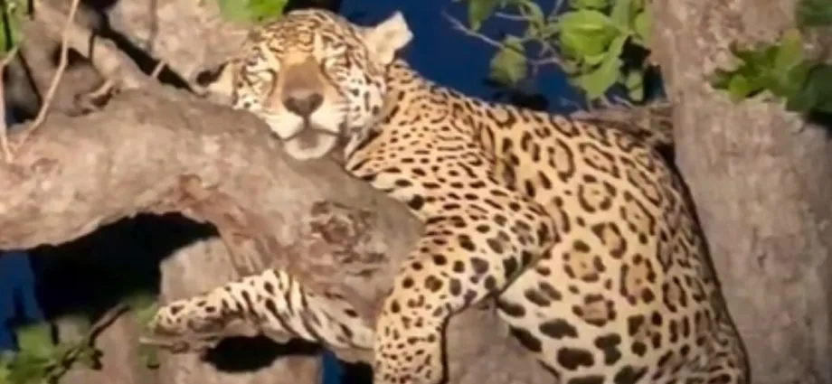 Registro de onça-pintada prenha dormindo no Pantanal de MS