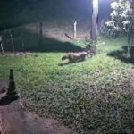 Onças-pintadas levam à instalação de buzinas em Corumbá