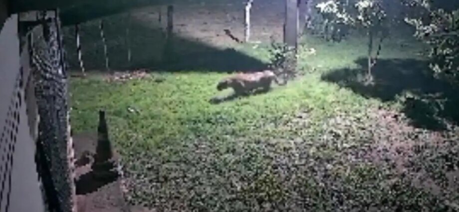 Onças-pintadas levam à instalação de buzinas em Corumbá
