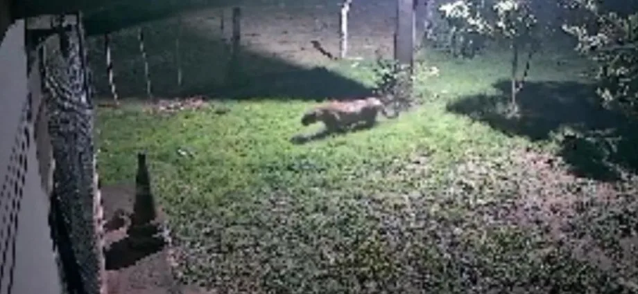 Onça-pintada é flagrada em quintal de casa em Corumbá