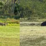 Capivara escapa de ataque de onça-pintada no Pantanal