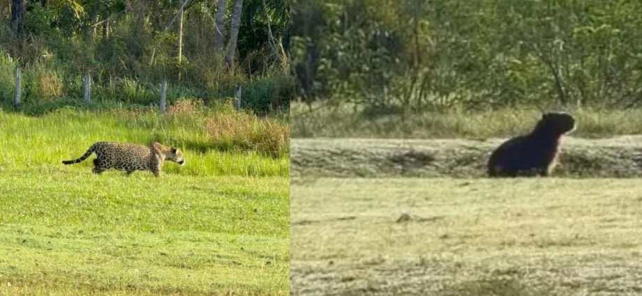 Capivara escapa de ataque de onça-pintada no Pantanal
