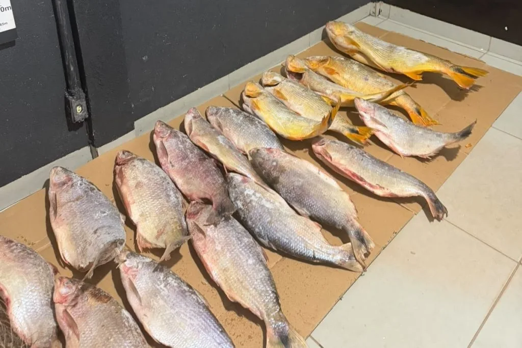 Peixes provenientes de pesca proibida foram apreendidos com o homem. (Foto: PCMS)