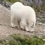 Campo-grandense avista bodes da montanha durante viagem no Canadá