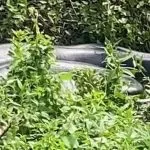 Sucuri de 8 metros é flagrada camuflada às margens de rio em Bonito