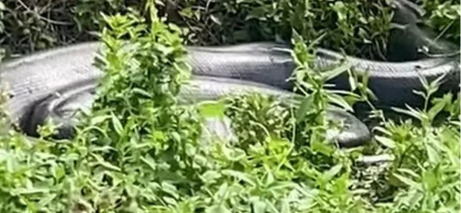 Sucuri de 8 metros é flagrada camuflada às margens de rio em Bonito