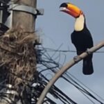 Tucano é flagrado atacando ninho de bem-te-vis em Bonito