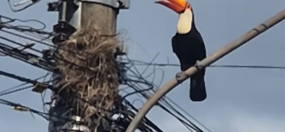 Tucano é flagrado atacando ninho de bem-te-vis em Bonito