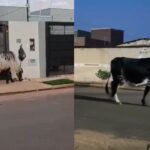 Vacas soltas preocupam moradores no bairro Morada do Sol, em Campo Grande