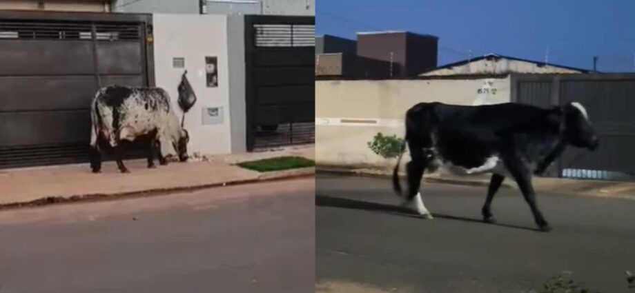 Vacas soltas preocupam moradores no bairro Morada do Sol, em Campo Grande