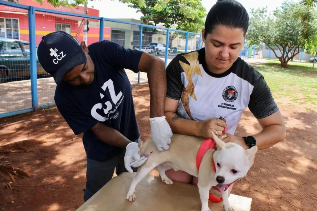 Pet durante vacinação pelo CCZ (Coordenadoria de Controle de Zoonoses). (Foto: Divulgação/CCZ)