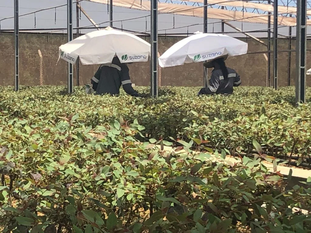 Mudanças no Perfil dos Trabalhadores em Mato Grosso do Sul