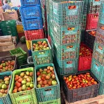 Aumento nos Preços de Alface, Cebola e Tomate na Ceasa de Mato Grosso do Sul